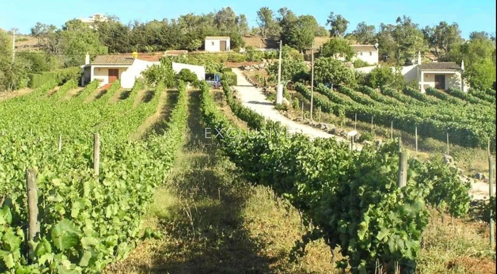 Vineyard by Praia da Luz, Lagos, Algarve-1