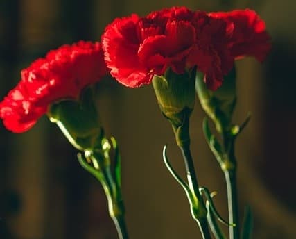 25TH OF APRIL - A celebration of the 51st Anniversary or Portugal\s Freedom!'